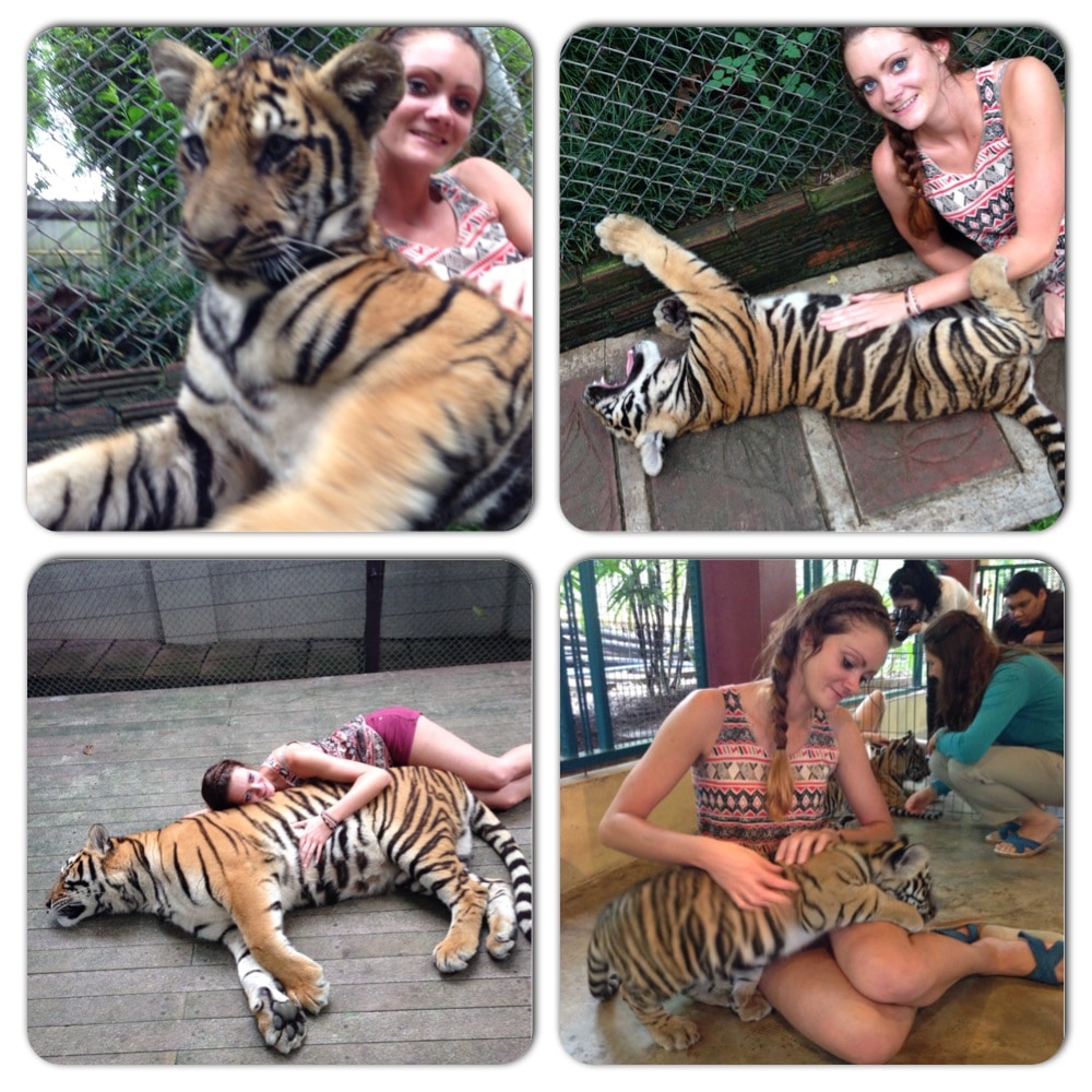 Tiger Kingdom