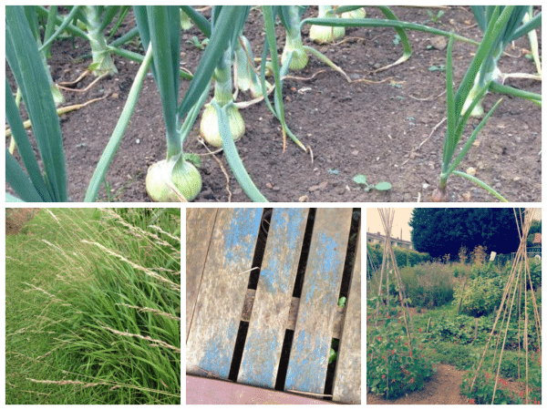 at the allotment