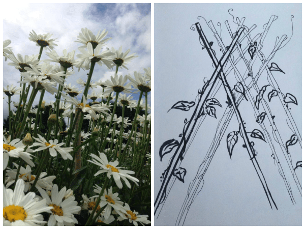 daisies and sweet peas