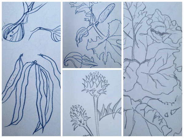 sketchbing vegetables