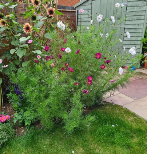 cosmos purity