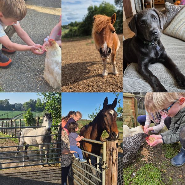 meet the animals at CHC meet the animals childrens workshop